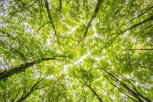 Tala controlada de bosques y sus beneficios